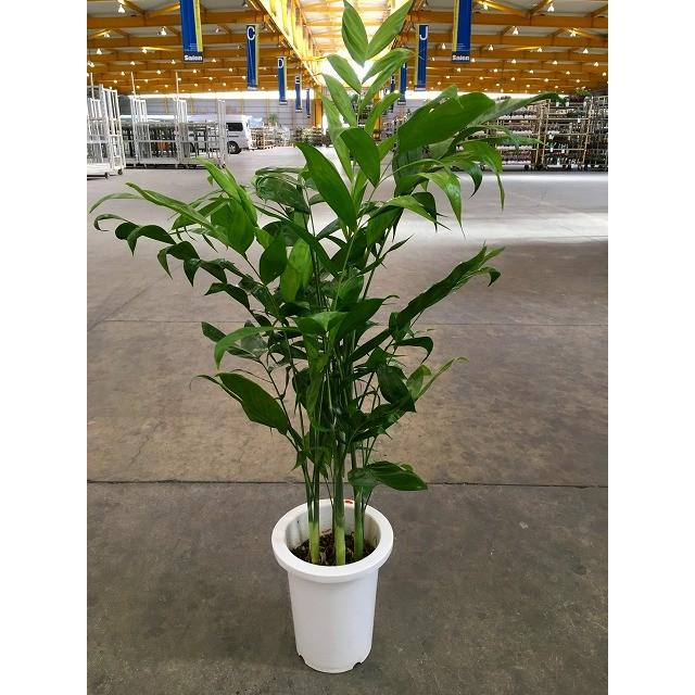 高性チャメドレア 8号 観葉植物 スタイリッシュ 鉢植え 苗 リゾート