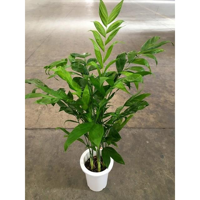 高性チャメドレア 8号 観葉植物 スタイリッシュ 鉢植え 苗 リゾート