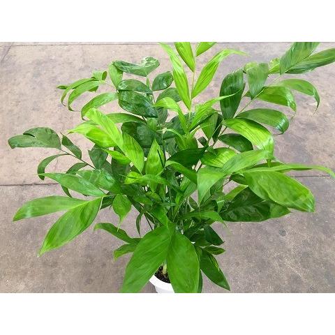 高性チャメドレア 8号 観葉植物 スタイリッシュ 鉢植え 苗 リゾート