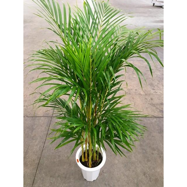 アレカヤシ 8号 観葉植物 スタイリッシュ 鉢植え 苗 リゾート