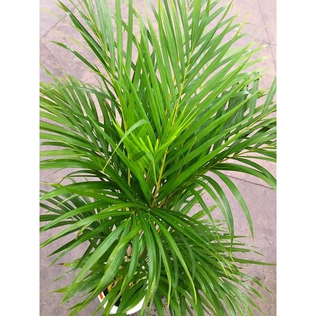 アレカヤシ 8号 観葉植物 スタイリッシュ 鉢植え 苗 リゾート 南国