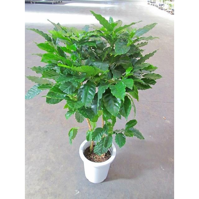 【大型美品】コーヒーの木・8号鉢9/6画像追加約110cm コーヒーの木 8号鉢 深い緑色のツヤツヤした葉っぱが特徴の