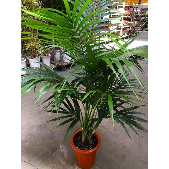 アレカヤシ 10号 観葉植物 スタイリッシュ 鉢植え 苗 リゾート 南国