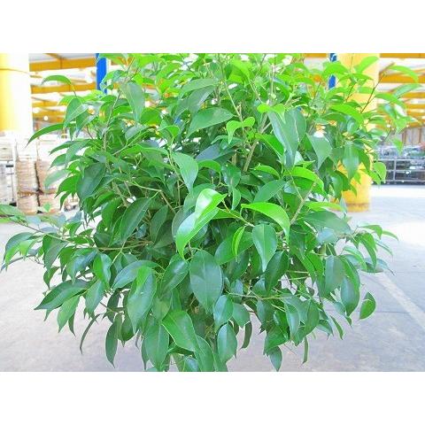 フィカス ベンジャミン 10号 スタンド 観葉植物 鉢植え ベンジャミナ シダレガジュマル ベンジャミンゴム 販売 送料無料 インテリア 贈り物 ギフト Sa 0614 ブルーミンググレイス 通販 Yahoo ショッピング