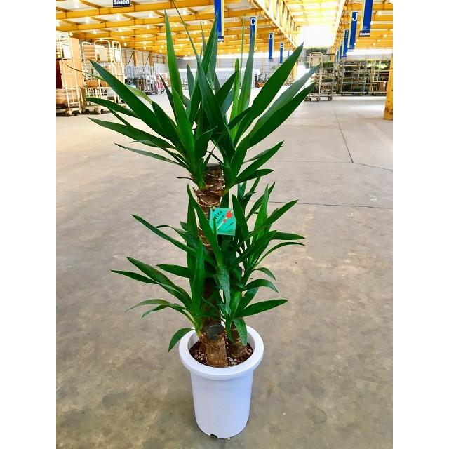 ユッカ・エレファンティペス 7号 観葉植物 インテリア 青年の木