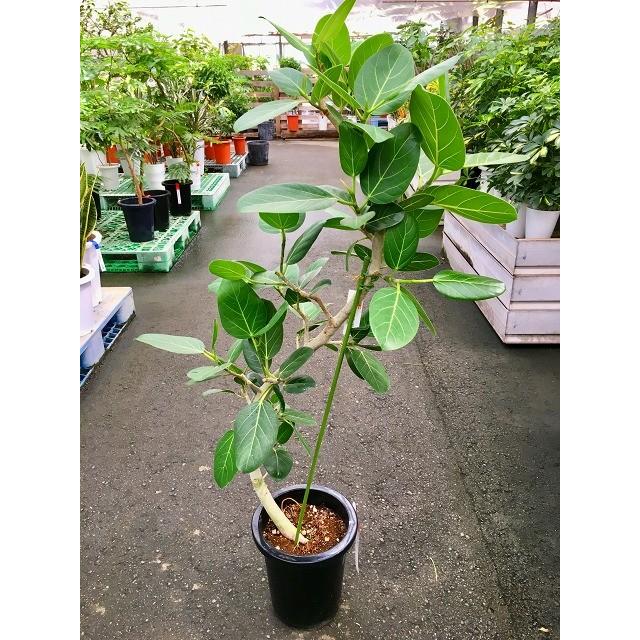 ベンガレンシス 曲がり 8号 観葉植物 フィカス 大鉢 鉢植え 販売 苗 苗木 送料無料 インテリア 贈り物 ギフト お誕生日 記念日 開店祝い Andwaffles Com