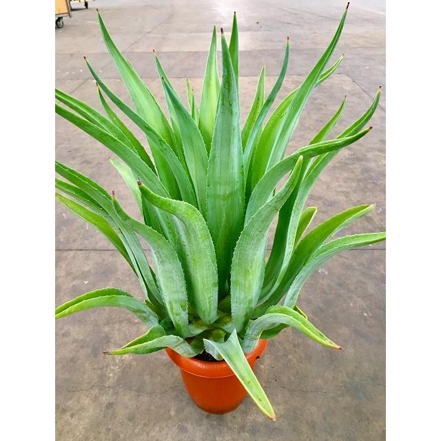 アガベ 8号 観葉植物 リュウゼツラン 大鉢 鉢植え 販売 苗 苗木 送料無料 インテリア 贈り物 ギフト お誕生日 記念日 開店祝い Sa 06 ブルーミンググレイス 通販 Yahoo ショッピング