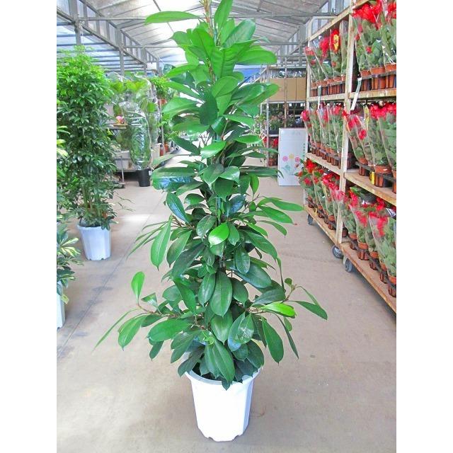 希少品種❗️ フィカス　エベレスト　ゴムの木 曲がり 観葉植物　プレゼント フィカス エベレスト 希少 曲がり ウンベラータ よりも高級感