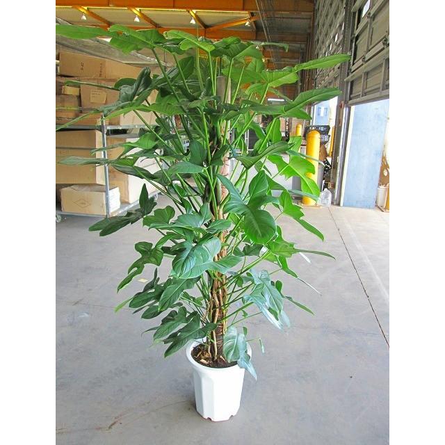 フィロデンドロン・パンドラ 10号 観葉植物 仙人カヅラ 大鉢 鉢植え