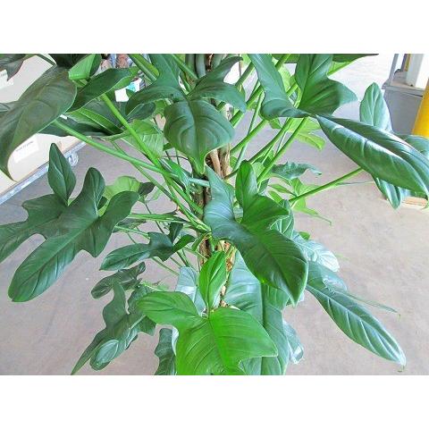 フィロデンドロン・パンドラ 10号 観葉植物 仙人カヅラ 大鉢 鉢植え