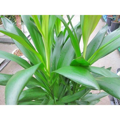 ドラセナ・グローカル 10号 観葉植物 コルディリネ 大鉢 鉢植え 販売