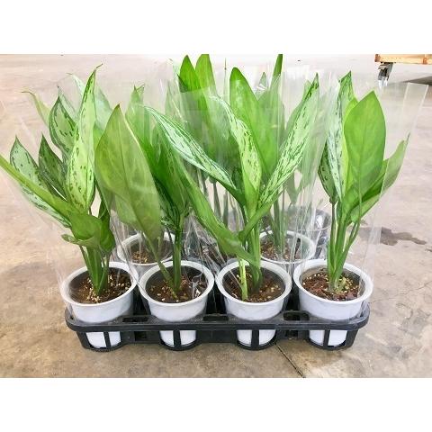 アグラオネマ 4号 1ケース 11鉢入り とってもかわいいミニサイズの観葉植物です Sa 0652 ブルーミンググレイス 通販 Yahoo ショッピング