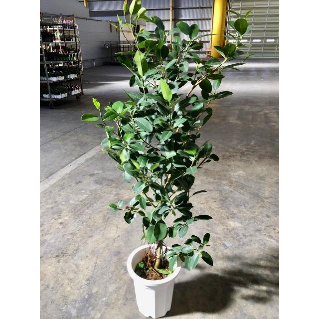 フランスゴム10号 フィカス・ルビギノーサ 観葉植物 ゴムの木