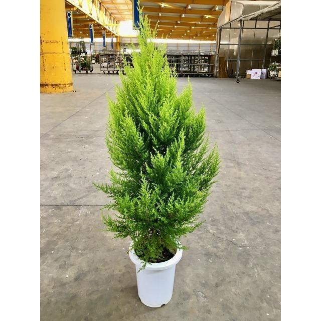 ゴールドクレスト 8号 もみの木の代わりとして、クリスマスシーズンに大人気の観葉植物です : sa-0659 : ブルーミンググレイス - 通販 -  Yahoo!ショッピング