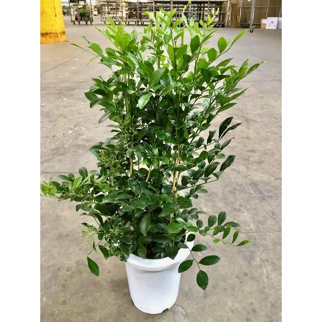 94円 13周年記念イベントが シルクジャスミン 7号 ゲッキツ 月橘 観葉植物 鉢植え 販売 苗 苗木 送料無料 インテリア 贈り物 ギフト お誕生日 記念日 開店祝い