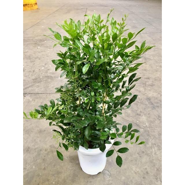 シルクジャスミン 7号 ゲッキツ 月橘 観葉植物 鉢植え 販売 苗 苗木