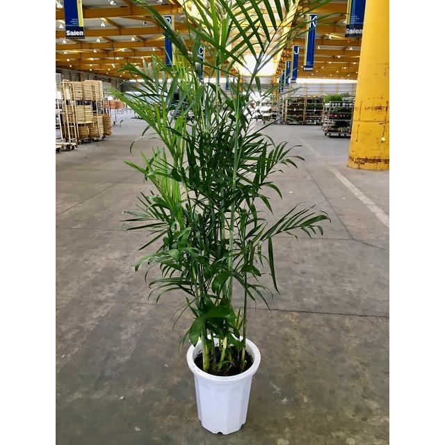 セフリジヤシ 10号 セフリジー 大鉢 観葉植物 スタイリッシュ 鉢植え