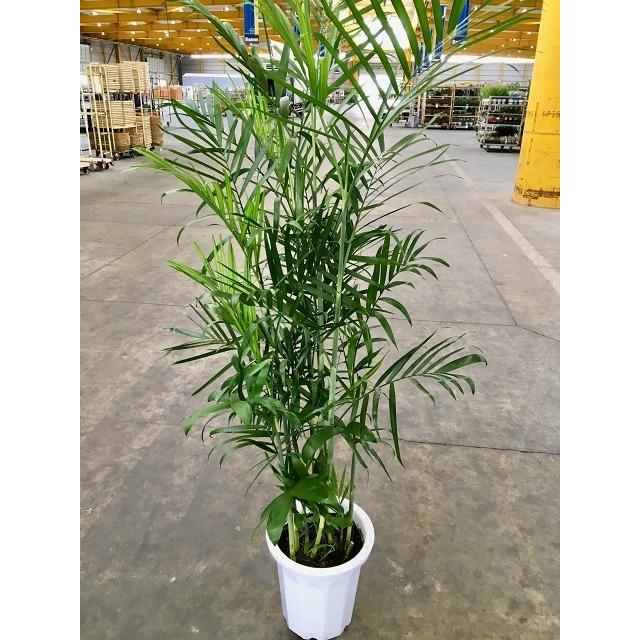 セフリジヤシ 10号 セフリジー 大鉢 観葉植物 スタイリッシュ 鉢植え