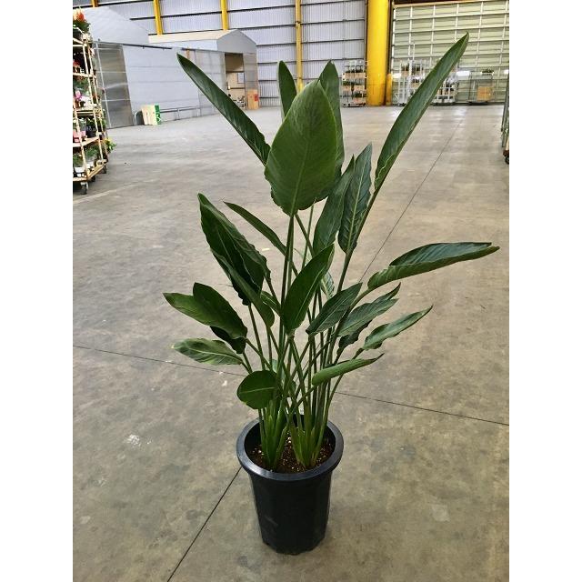 ストレリチア レギネ 10号 観葉植物 スタイリッシュ 鉢植え 苗