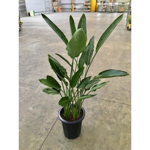 ストレリチア レギネ 10号 観葉植物 スタイリッシュ 鉢植え 苗