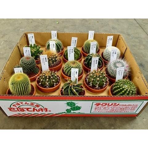 ミニサボテン 素焼き鉢 3号 1ケース 15入 多肉植物 観葉植物 鉢植え 苗 プレゼント インテリア プランツ Sa 0671 ブルーミンググレイス 通販 Yahoo ショッピング