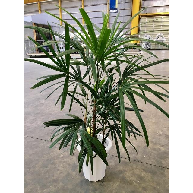 シュロチク 8号 シュロ竹 観葉植物 棕櫚竹 鉢植え 販売 苗 苗木 シュロチク 8号 シュロ竹 観葉植物 棕櫚竹 鉢植え 販売 苗 苗木