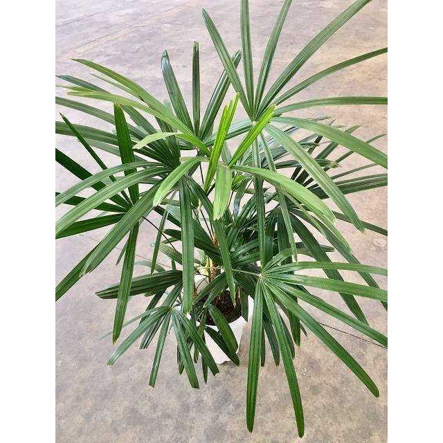 シュロチク 8号 シュロ竹 観葉植物 棕櫚竹 鉢植え 販売 苗 苗木 シュロチク 8号 シュロ竹 観葉植物 棕櫚竹 鉢植え 販売 苗 苗木