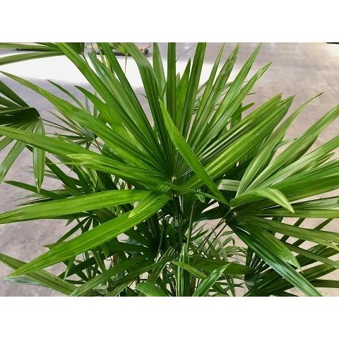 シュロチク　※要掘り出し、引き取り限定！ 楽天市場】シュロチク 10号 シュロ竹 観葉植物 棕櫚竹 鉢植え