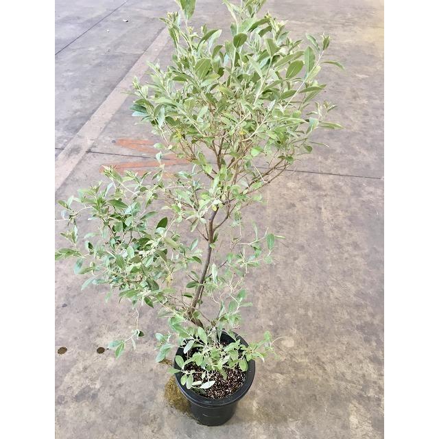 期間限定特価 ロシアン オリーブ ８号 グミ科 観葉植物 オリーブ 販売 苗 苗木 斑入り 鉢植え 種 注目の Studiostodulky Cz