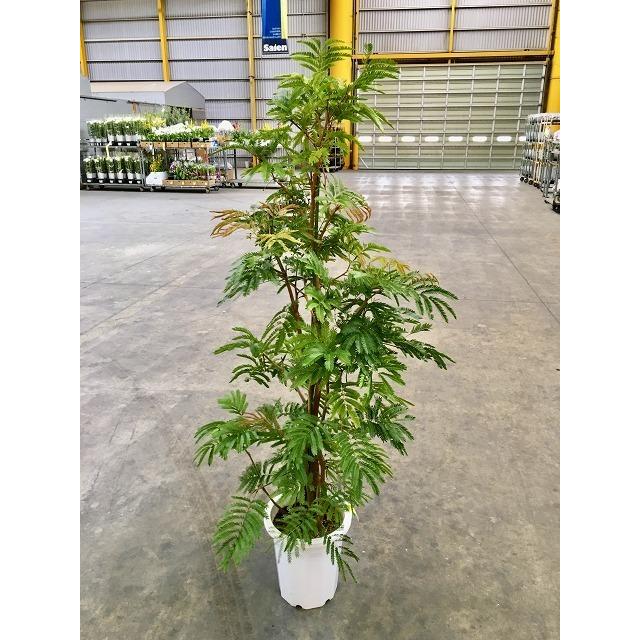 エバーフレッシュ　観葉植物 everfresh-474_1.jpg?1726620905