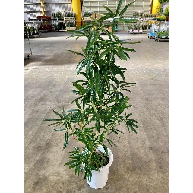 アンガスティ フォリア 曲がり樹形 10号 観葉植物 シェフレラ ホンコン 鉢植え 販売 苗 苗木 送料無料 インテリア 贈り物 開店祝い Sa 0709 ブルーミンググレイス 通販 Yahoo ショッピング