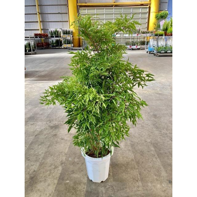 タイワンモミジ ポリシャス 10号 観葉植物 ポリシャス 台湾モミジ もみじ 鉢植え 販売 送料無料 インテリア 贈り物 開店祝い Sa 0710 ブルーミンググレイス 通販 Yahoo ショッピング