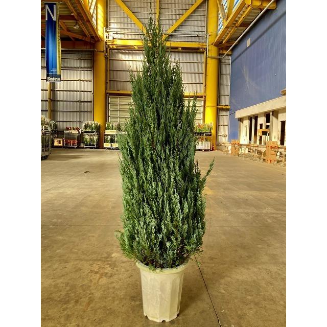 ムーングロー 10号 コニファー 観葉植物 インテリア 鉢植え スタイリッシュ 母の日 父の日 苗 株立 ギフト プレゼント グリーン :sa-0717:ブルーミンググレイス - 通販 - Yahoo!ショッピング ムーングロー 10号 コニファー 観葉植物 インテリア 鉢植え スタイリッシュ 母の日 父の日 苗 株立 ギフト プレゼント グリーン :sa-0717:ブルーミンググレイス - 通販 - Yahoo!ショッピング