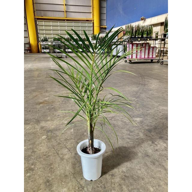 トックリヤシモドキ 8号 ボトルパーム 観葉植物 インテリア 鉢植え