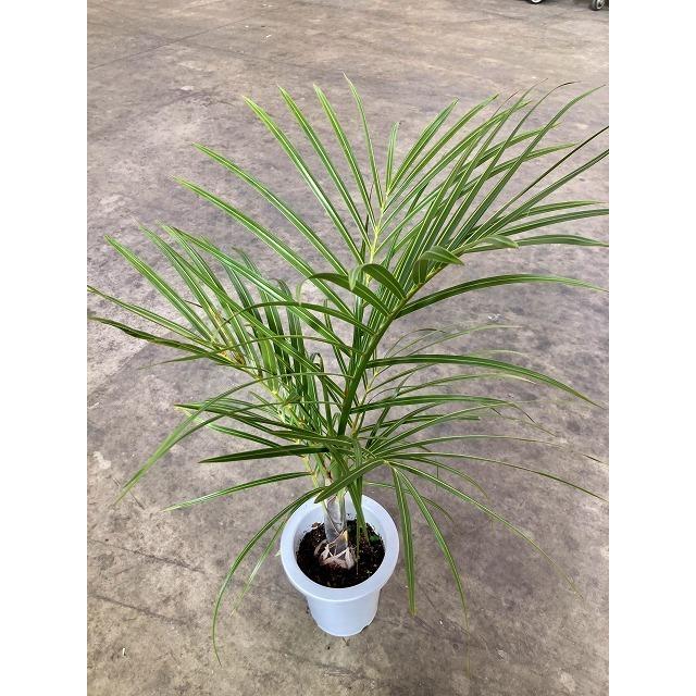 トックリヤシモドキ 8号 ボトルパーム 観葉植物 インテリア