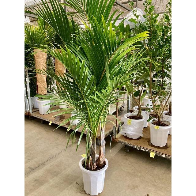 おまーさん専用です。トックリヤシ。観葉植物。鉢ごと無料で発送致します。 おまーさん専用です。トックリヤシ。観葉植物。鉢ごと無料で発送
