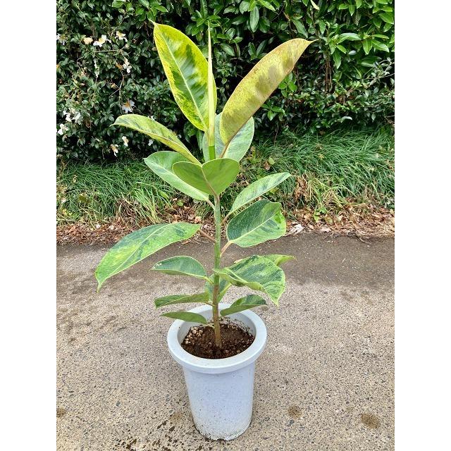 フィカス エラスティカ ジン 7号 観葉植物 鉢植え 希少種 苗 お中元 お歳暮 母の日 プレゼント ギフト 敬老 インテリア プランツ Sa 0722 ブルーミンググレイス 通販 Yahoo ショッピング