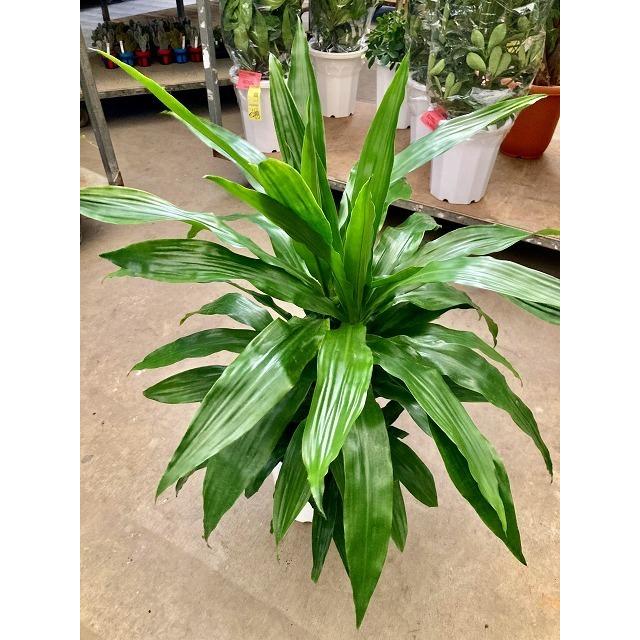 ドラセナ ワーネッキー 10号 青 観葉植物 鉢植え 販売 苗 苗木 送料