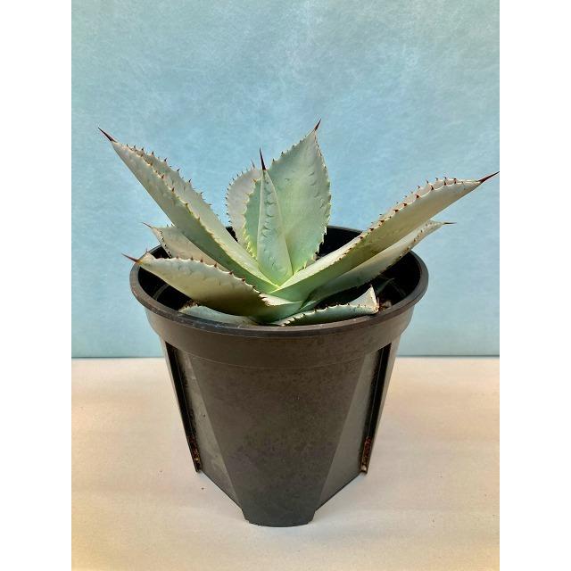 アガベ ブルーウェーブ ５号 観葉植物 リュウゼツラン 鉢植え 販売 苗 苗木 送料無料 インテリア 贈り物 ギフト Sa 0726 ブルーミンググレイス 通販 Yahoo ショッピング