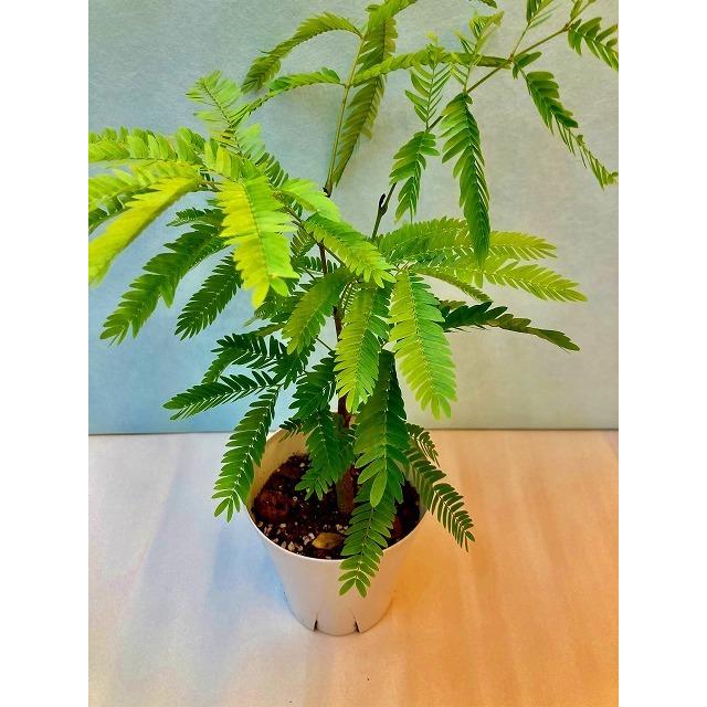 エバーフレッシュ 4号 ホワイト 観葉植物 ねむの木 インテリア 贈り物