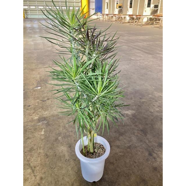 モンキーツリー 7号 セネシオ・クレイネア 多肉植物 観葉植物 大 モンキーツリー 7号 セネシオ・クレイネア 多肉植物 観葉植物 大