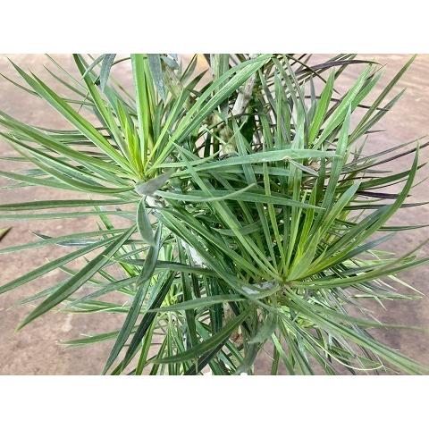 モンキーツリー 7号 セネシオ・クレイネア 多肉植物 観葉植物 大 モンキーツリー 7号 セネシオ・クレイネア 多肉植物 観葉植物 大