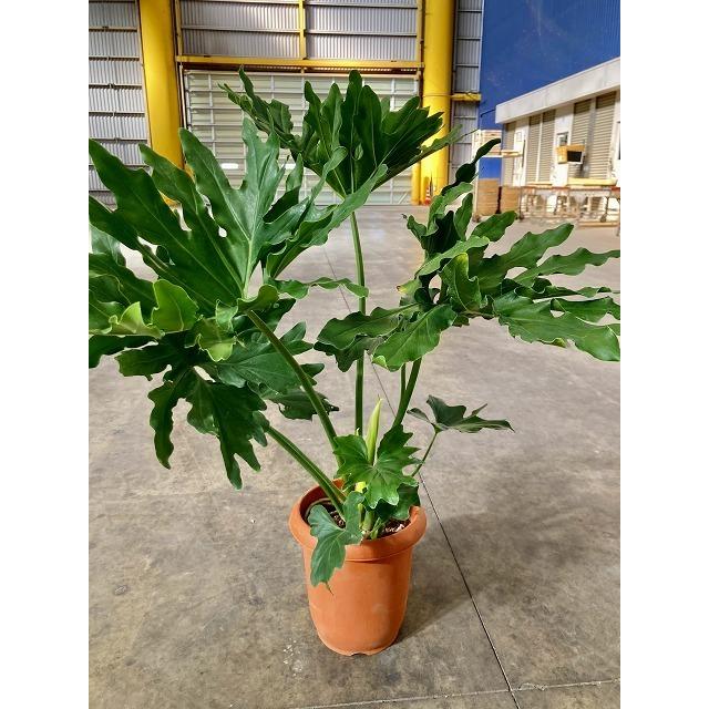 セローム 8号 観葉植物 フィロデンドロン 大鉢 鉢植え 販売 苗 苗木 送料無料 インテリア 贈り物 ギフト お誕生日 記念日 開店祝い サトイモ Sa 0732 ブルーミンググレイス 通販 Yahoo ショッピング