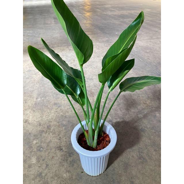 ストレリチア オーガスタ 7号 観葉植物 鉢植え 苗 リゾート 南国