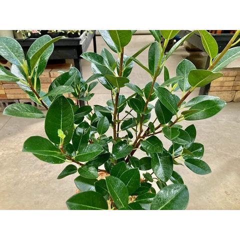 フランスゴム 8号 茶陶器鉢 (フィカス・ルビギノーサ) 観葉植物 ゴムの