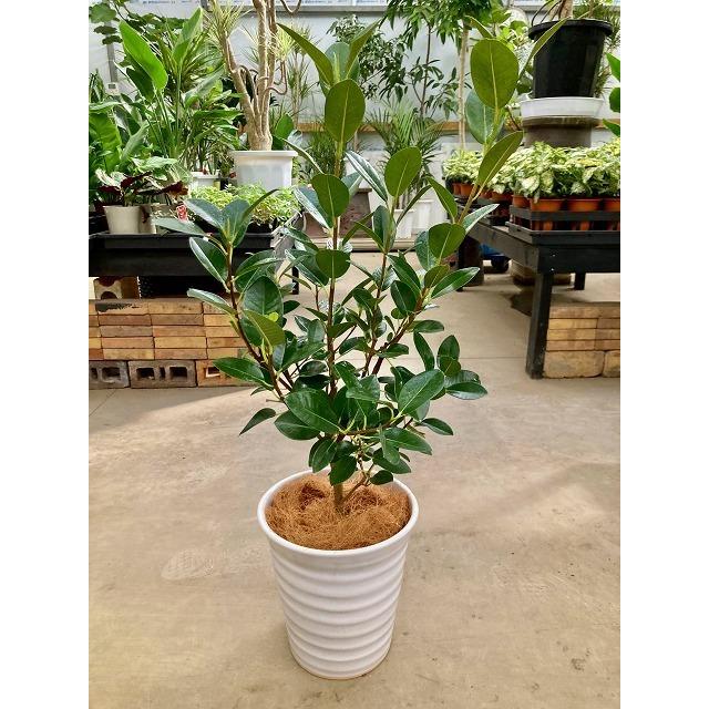 フランスゴム 8号 白陶器鉢 (フィカス・ルビギノーサ) 観葉植物 ゴムの