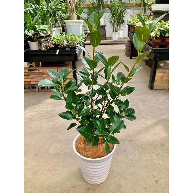 フランスゴム 8号 白陶器鉢 (フィカス・ルビギノーサ) 観葉植物 ゴムの