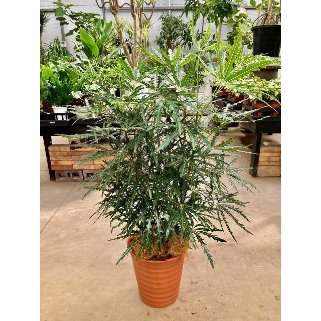 グリーンアラレア 8号 茶陶器鉢 アラレア ディジゴセカ 観葉植物