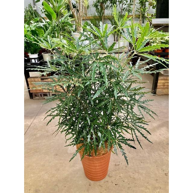 グリーンアラレア 8号 茶陶器鉢 アラレア ディジゴセカ 観葉植物