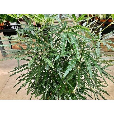 グリーンアラレア 8号 茶陶器鉢 アラレア ディジゴセカ 観葉植物 鉢植え 販売 苗 苗木 送料無料 インテリア 贈り物 ギフト お誕生日 記念日 開店祝い_2